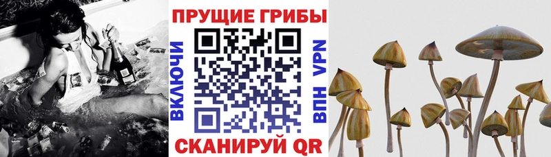 Псилоцибиновые грибы Psilocybe  дарнет шоп  Ветлуга 